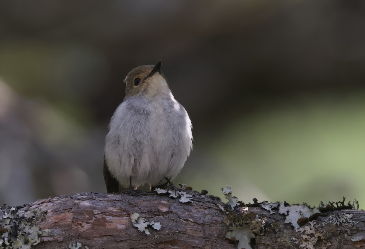 Ultramarine Flycatcher - ML637680645