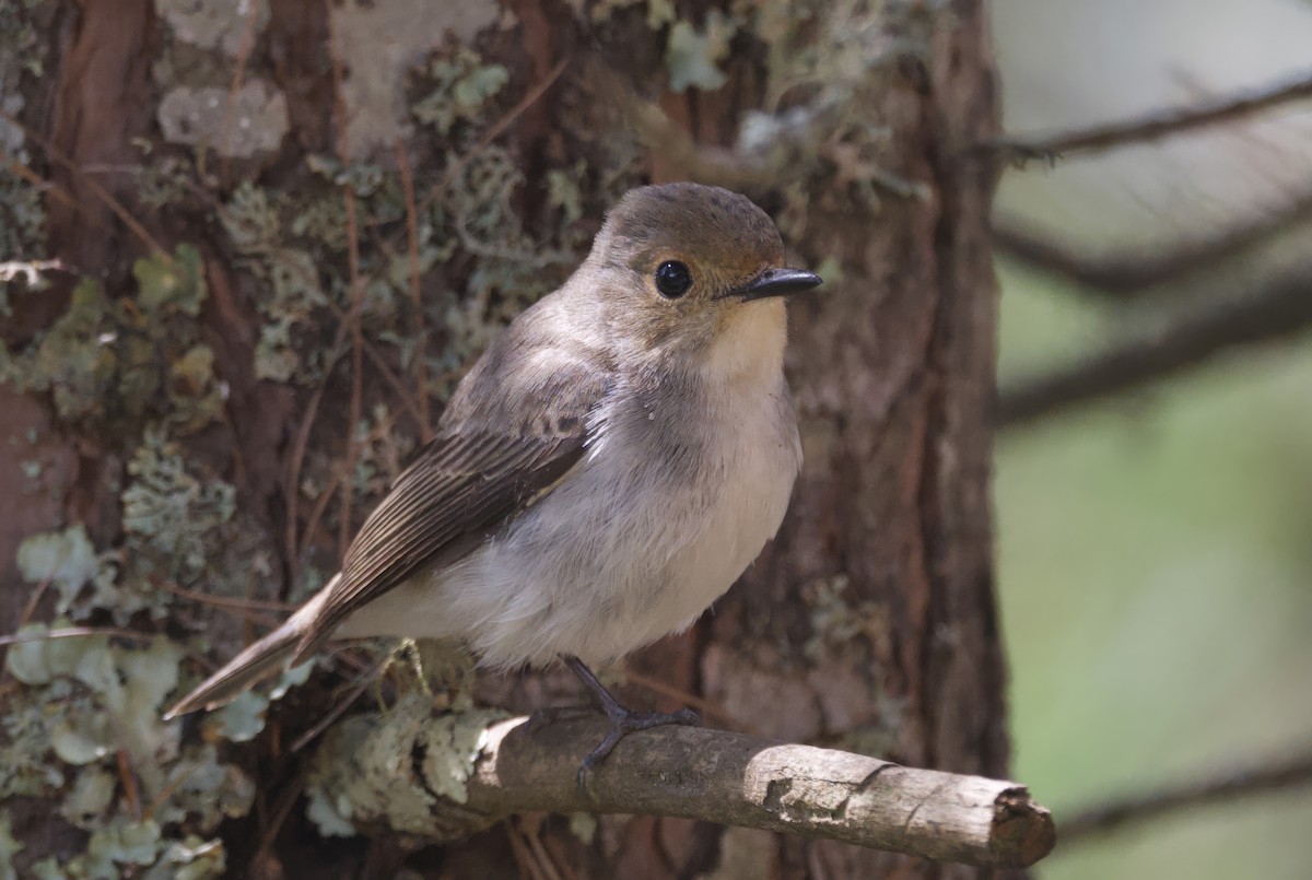 Ultramarine Flycatcher - ML637680646