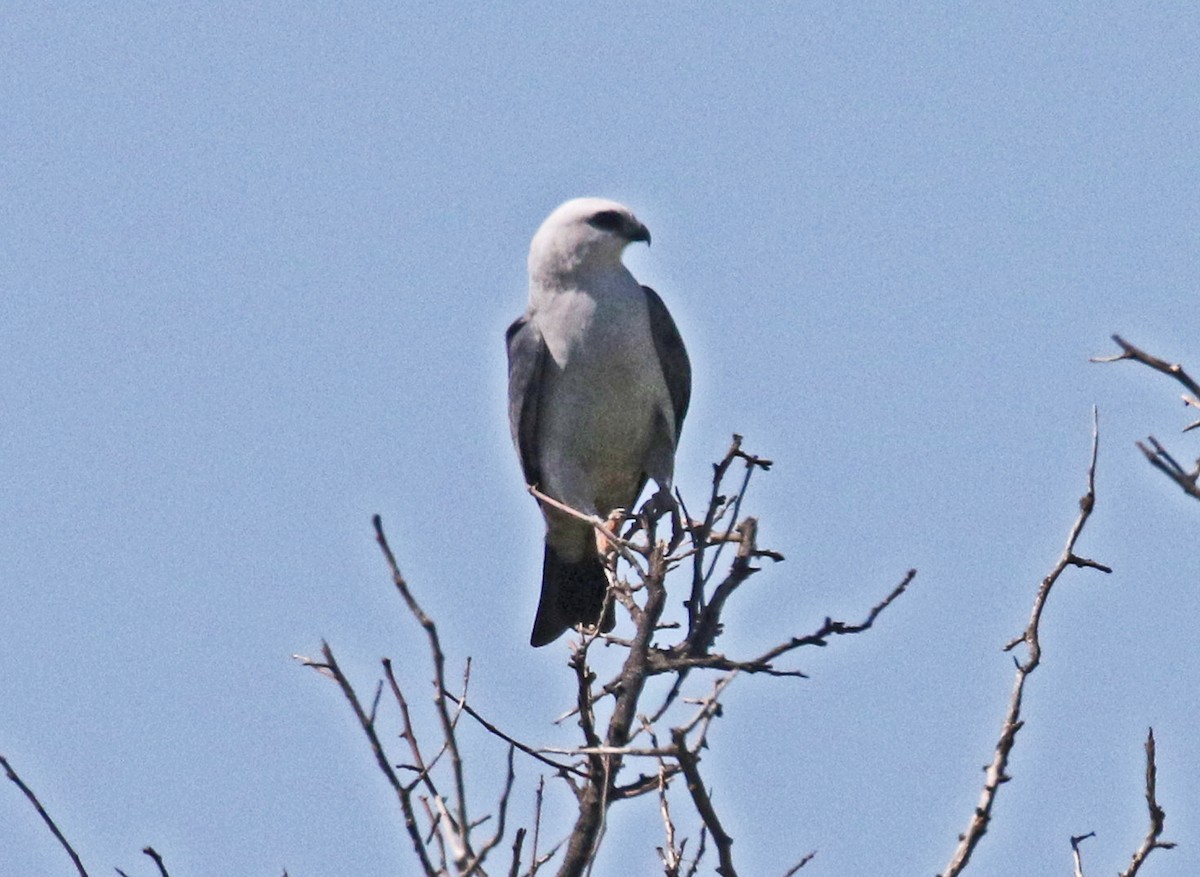 Mississippi Kite - ML637680647