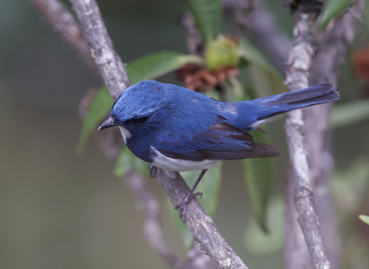 Ultramarine Flycatcher - ML637680659