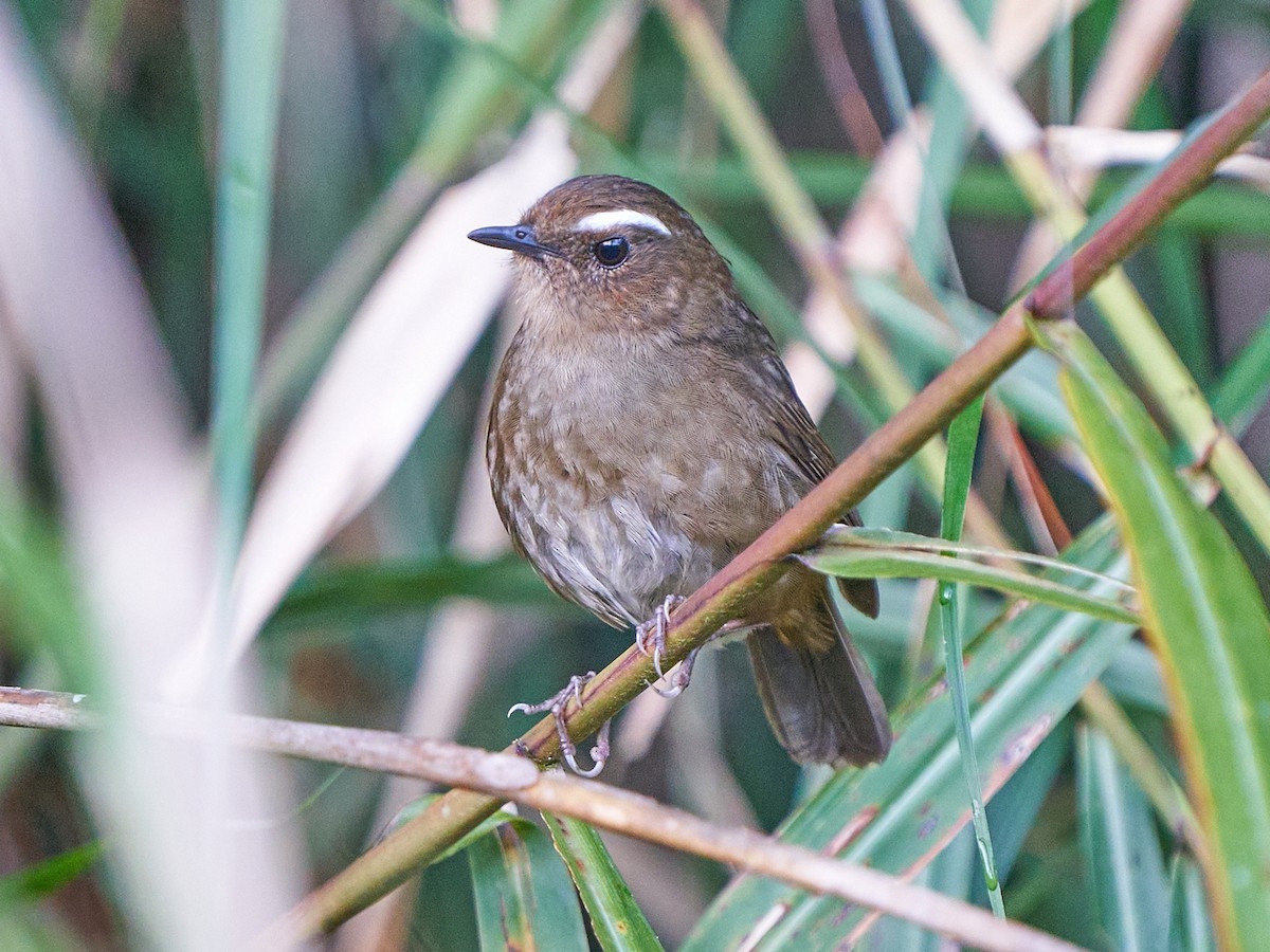 Brachyptère de Taïwan - ML637680668