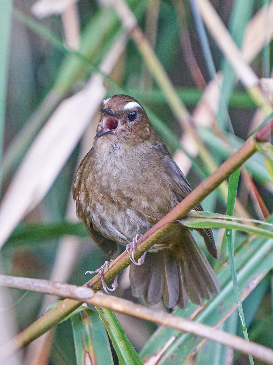 Brachyptère de Taïwan - ML637680670