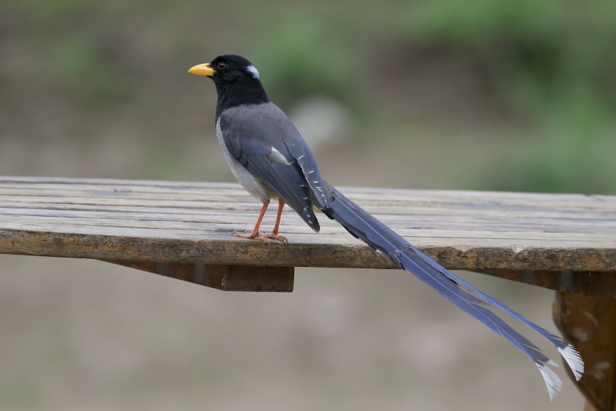 Yellow-billed Blue-Magpie - ML637680672