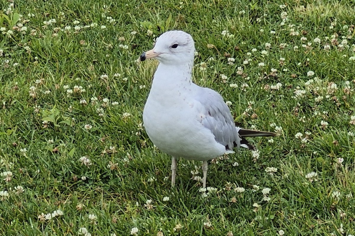 Ring-billed Gull - ML637680678
