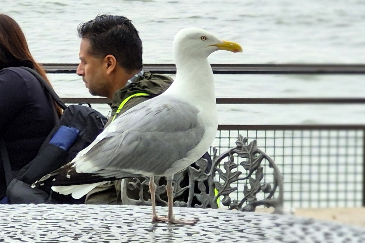 American Herring Gull - ML637680683