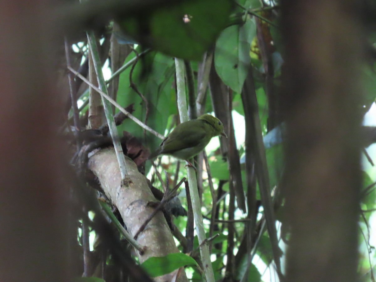 Golden-headed Manakin - ML637680701