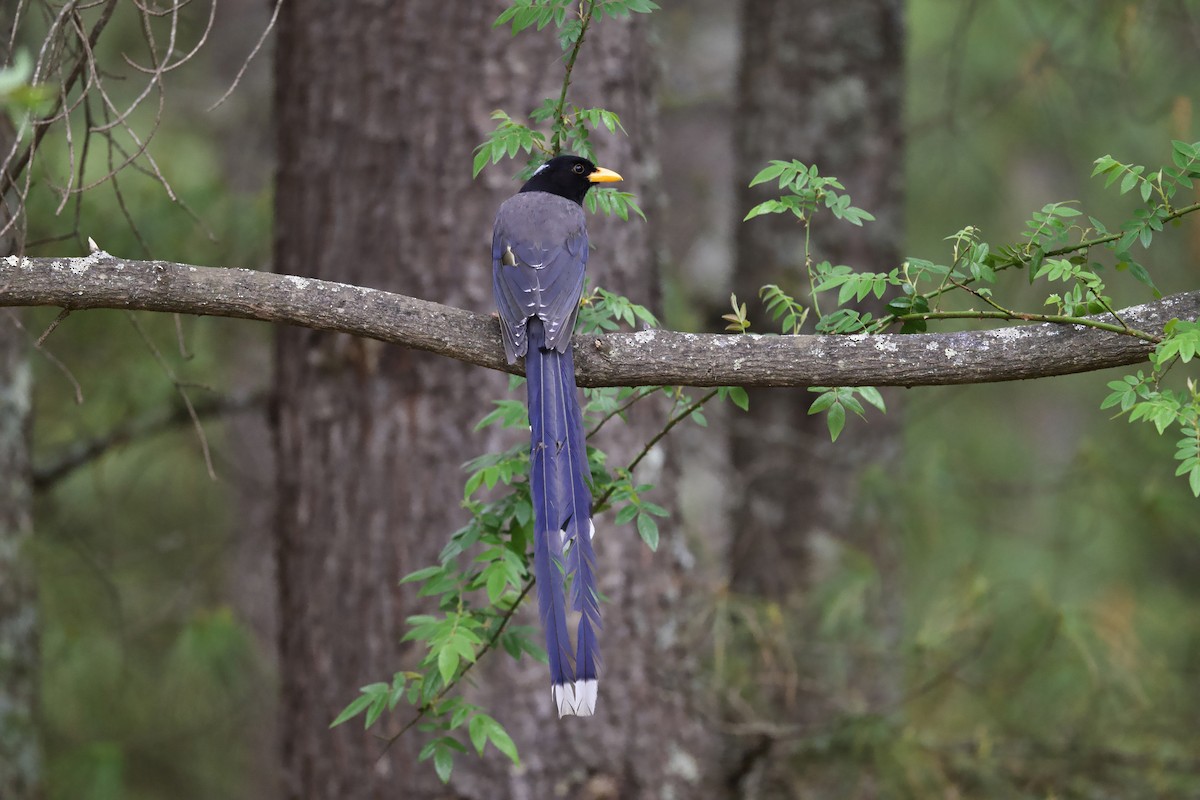 Yellow-billed Blue-Magpie - ML637680730
