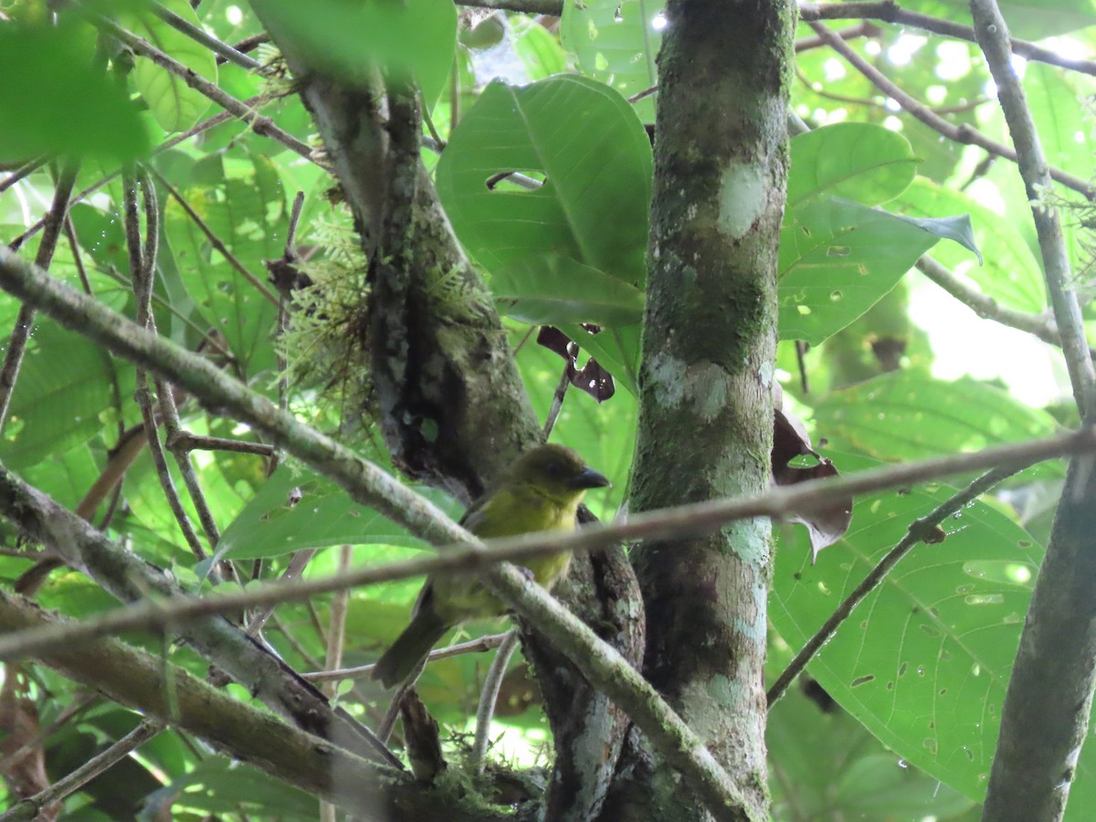Carmiol's Tanager - ML637680742