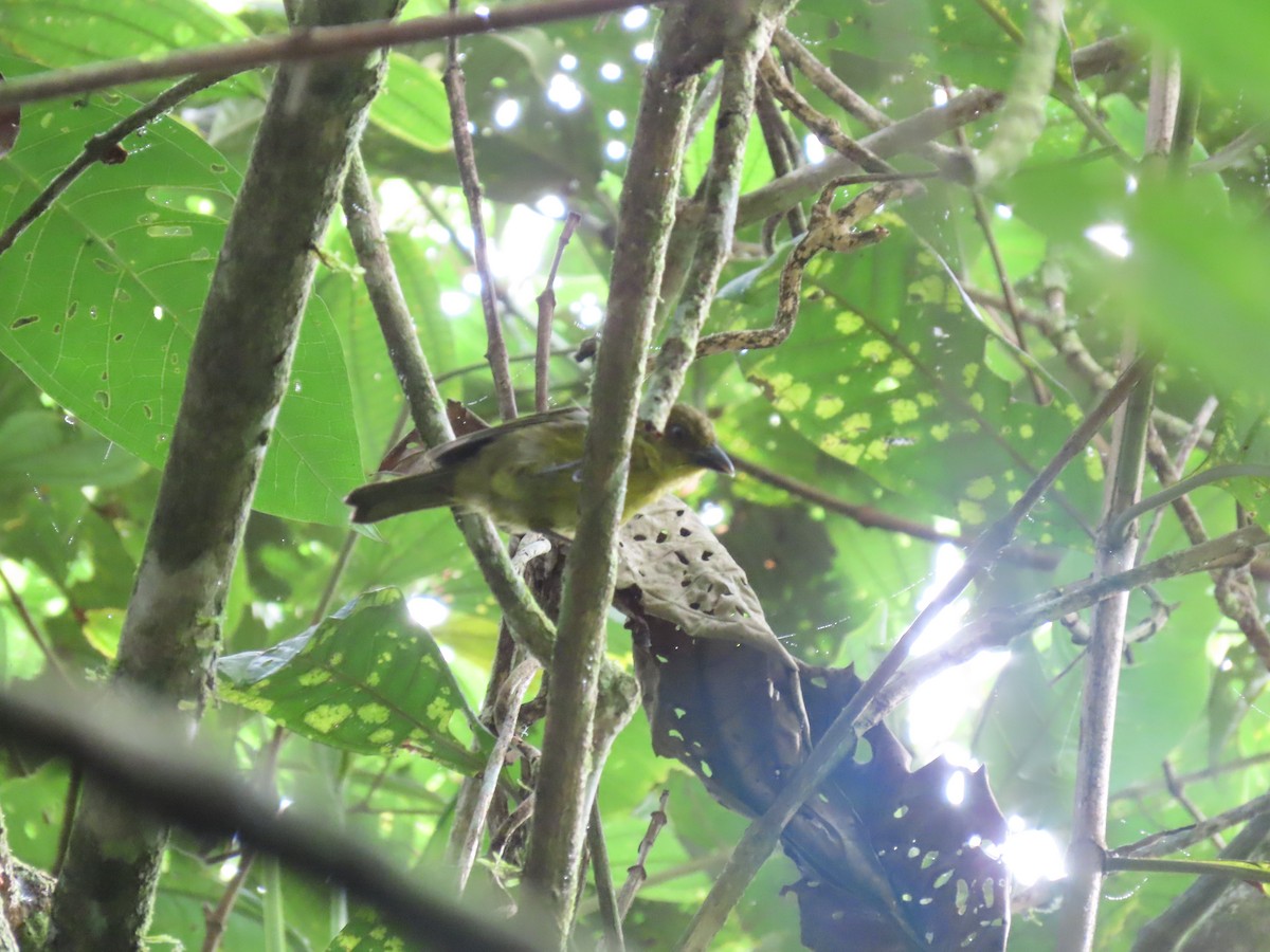 Carmiol's Tanager - ML637680747