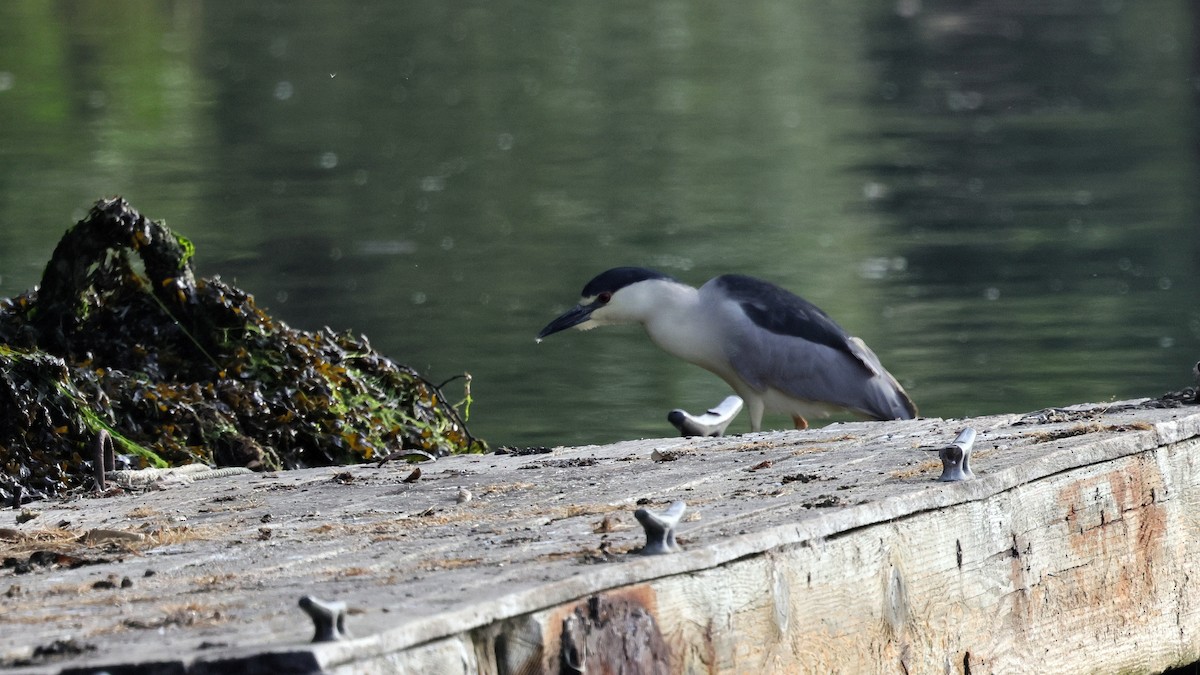 Black-crowned Night Heron - ML637680784