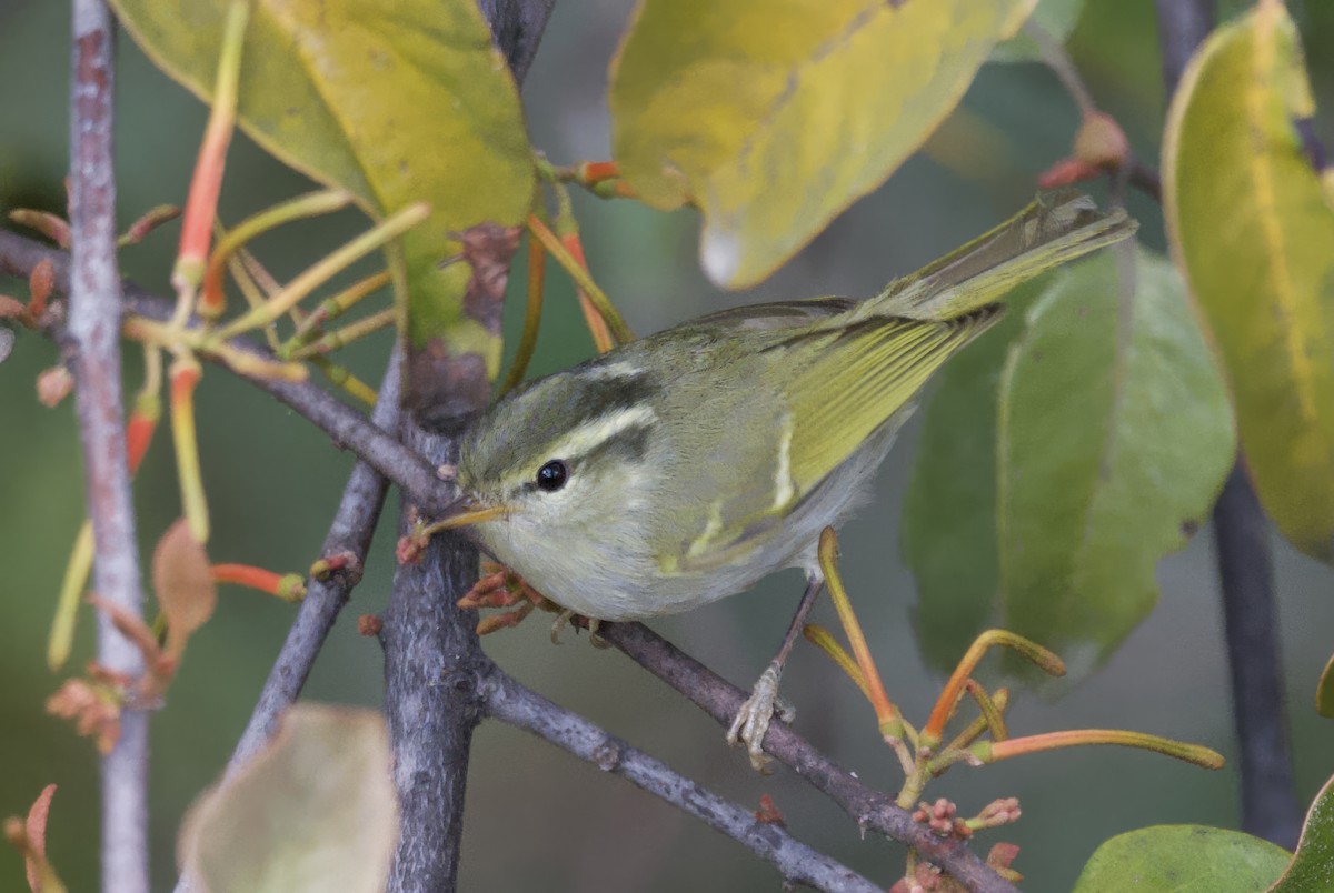 Blyth's Leaf Warbler - ML637680787