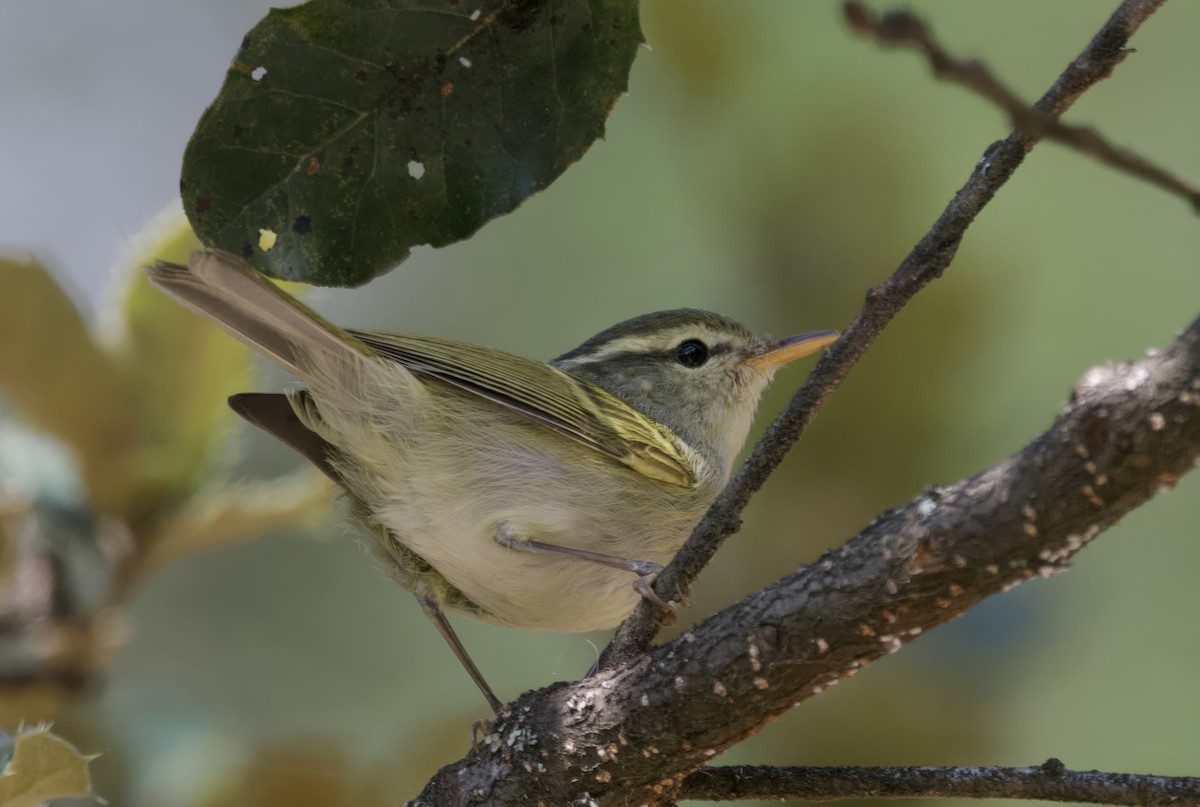 Blyth's Leaf Warbler - ML637680819