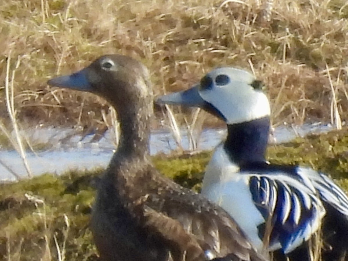 Steller's Eider - ML637680825