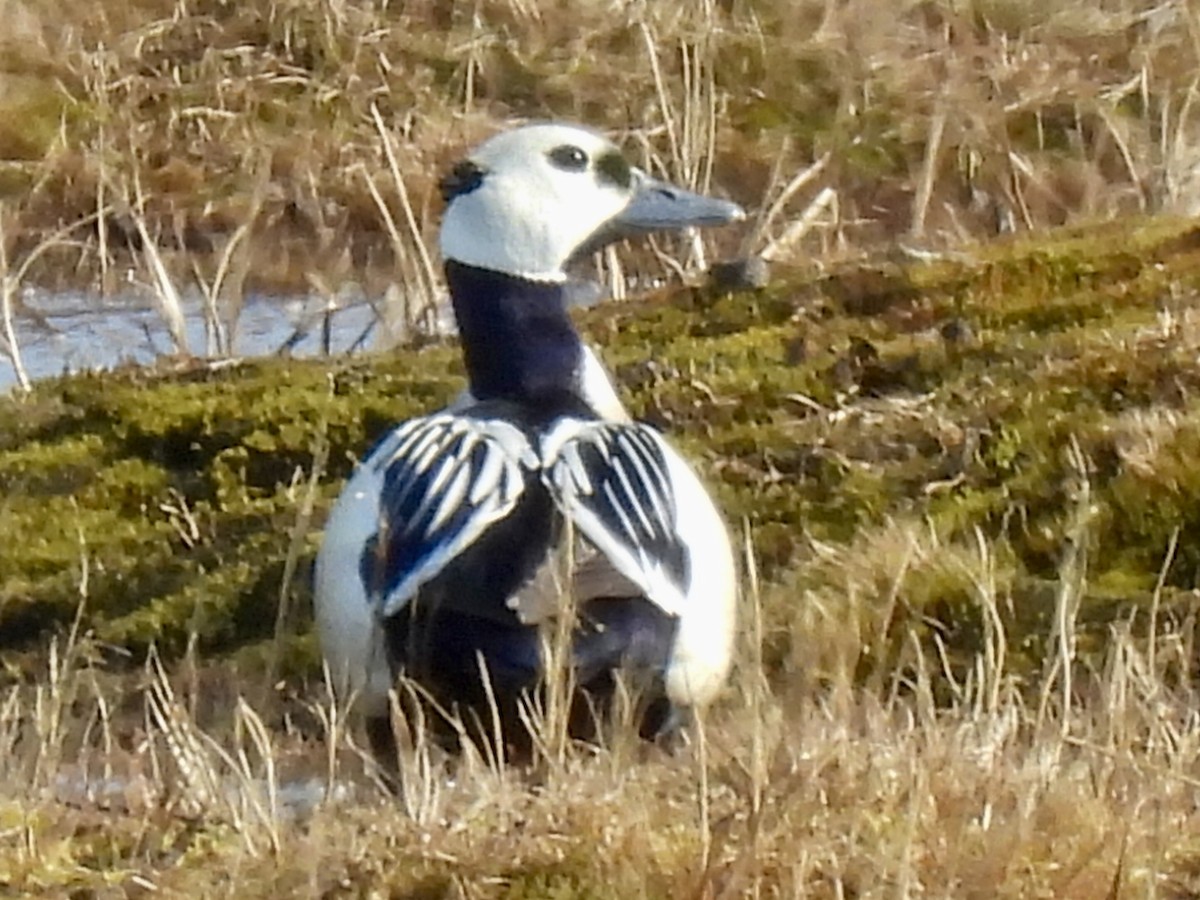 Steller's Eider - ML637680826