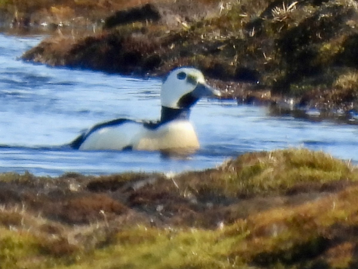 Steller's Eider - ML637680827