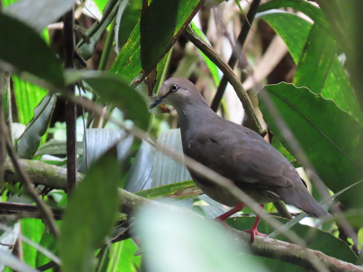 Gray-chested Dove - ML637680860