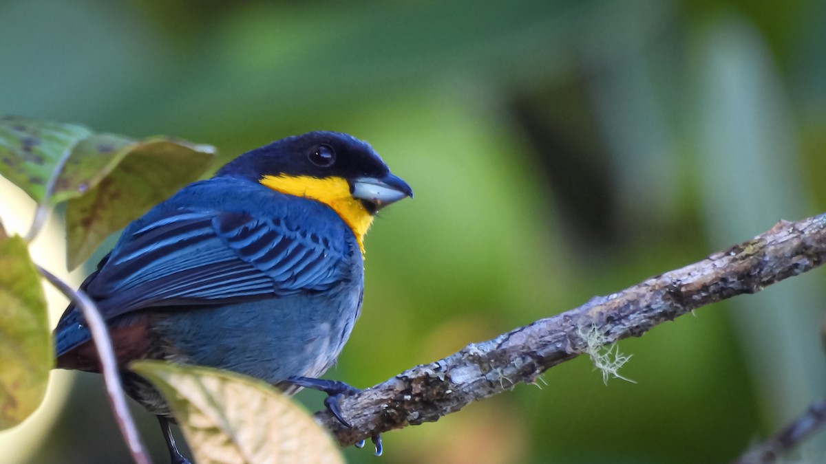 Purplish-mantled Tanager - ML637680866