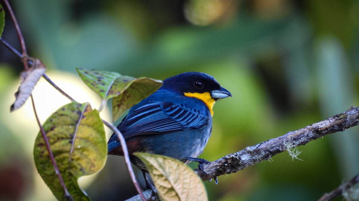 Purplish-mantled Tanager - ML637680867