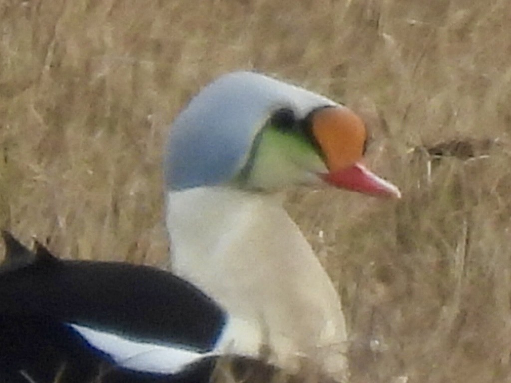 King Eider - ML637680868