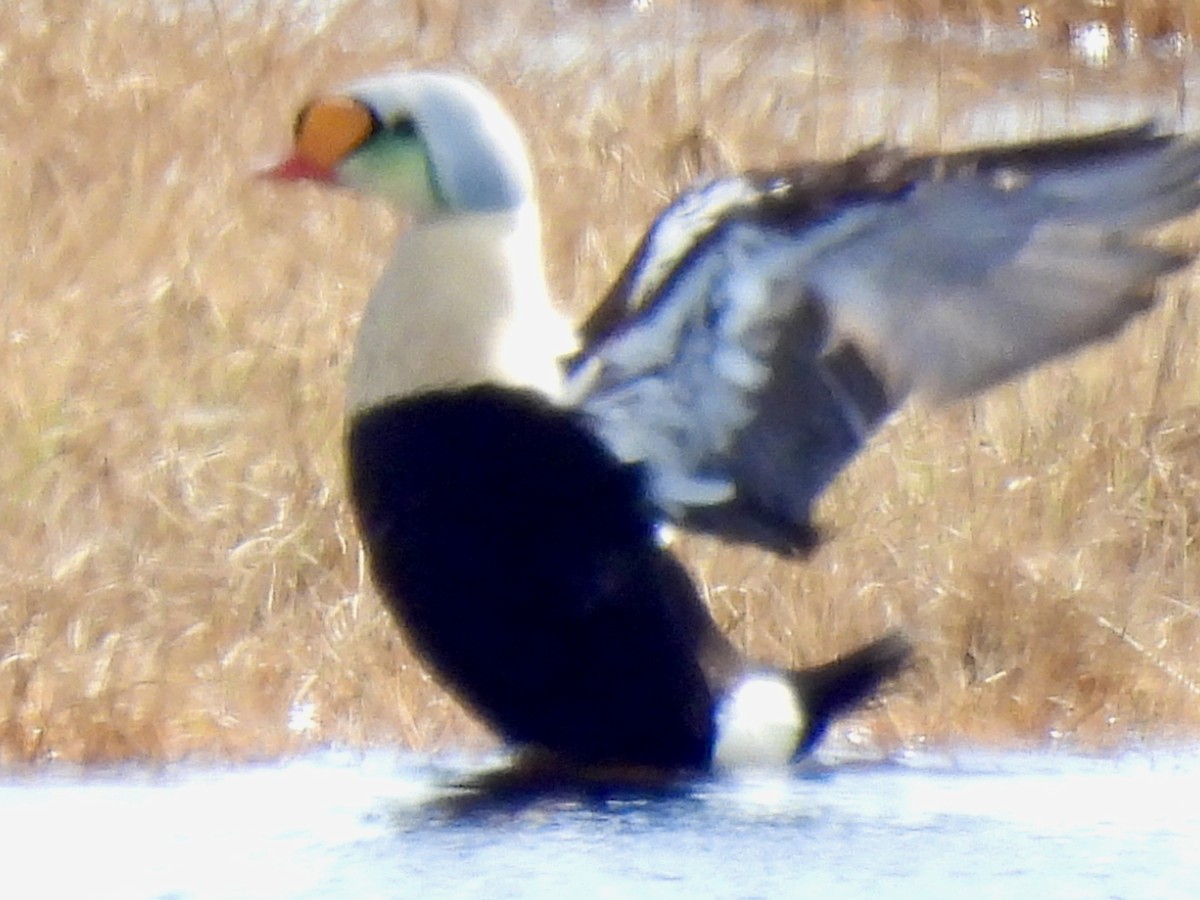 King Eider - ML637680869