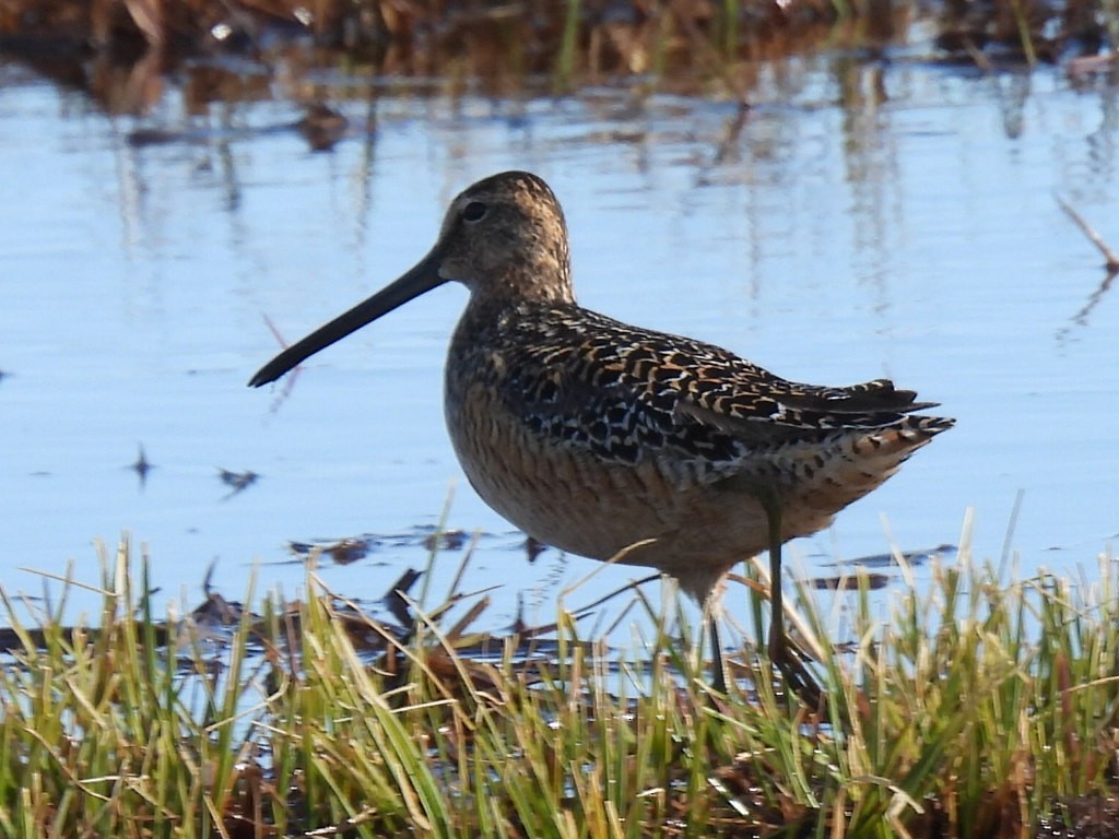 Long-billed Dowitcher - ML637680880