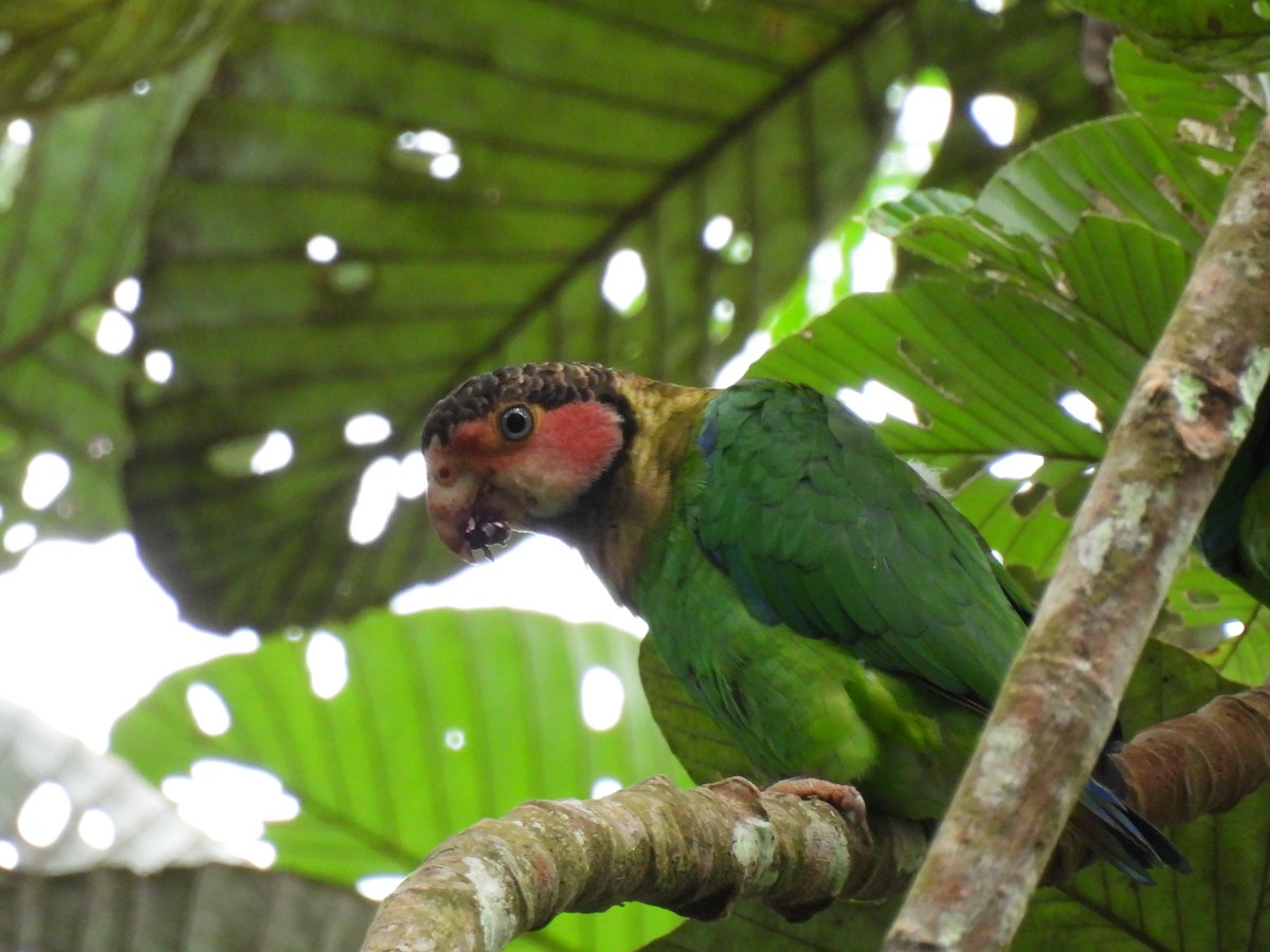 Rose-faced Parrot - ML637680885