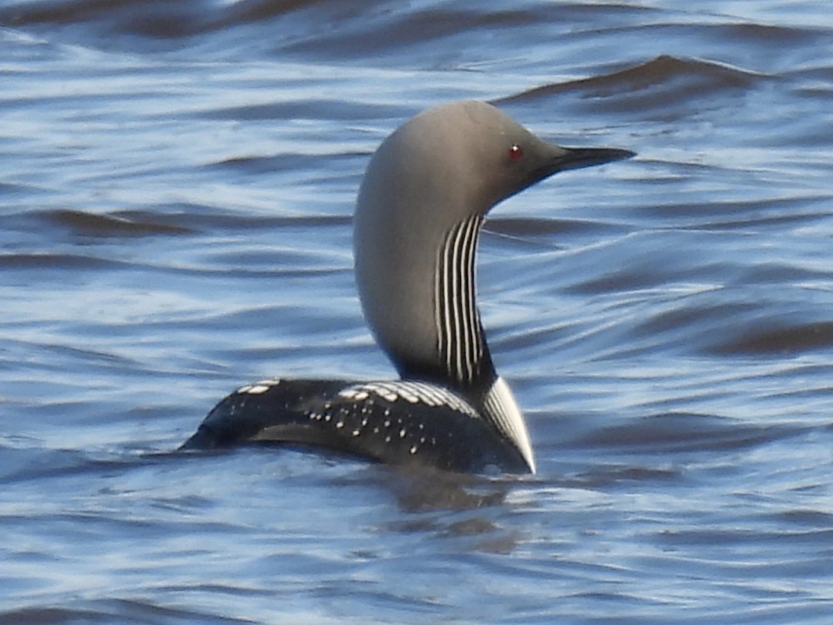 Pacific Loon - ML637680889