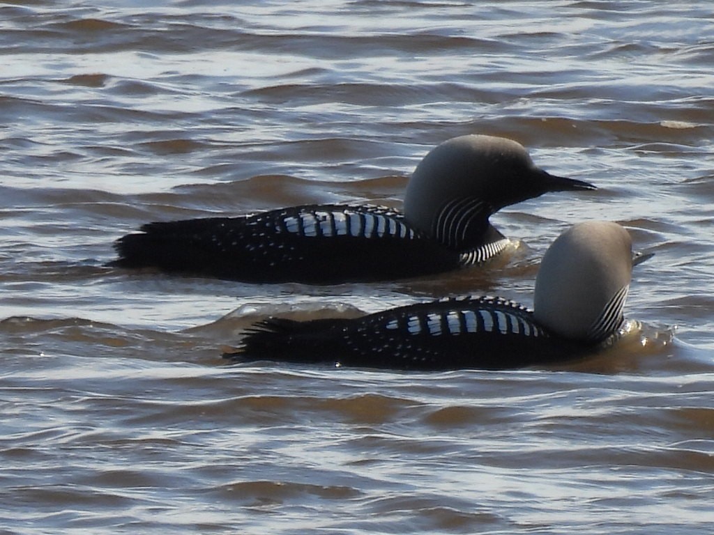 Pacific Loon - ML637680890