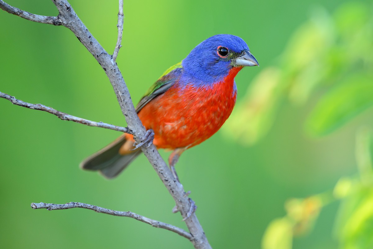 Painted Bunting - Mike Cameron