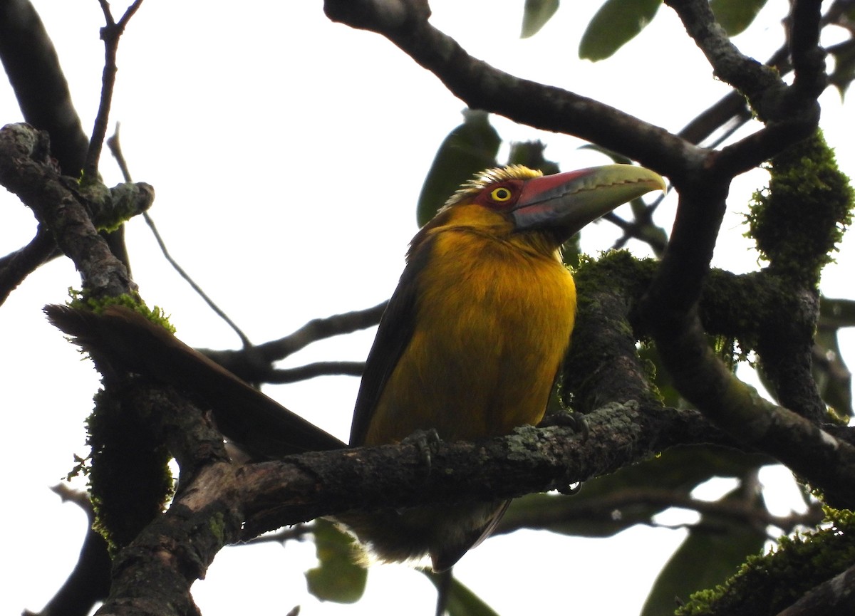 Saffron Toucanet - ML637680951