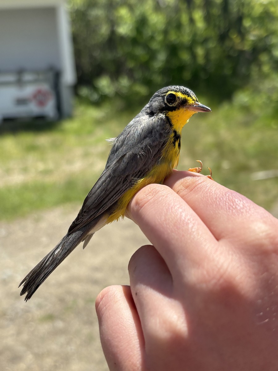 Canada Warbler - ML637680955