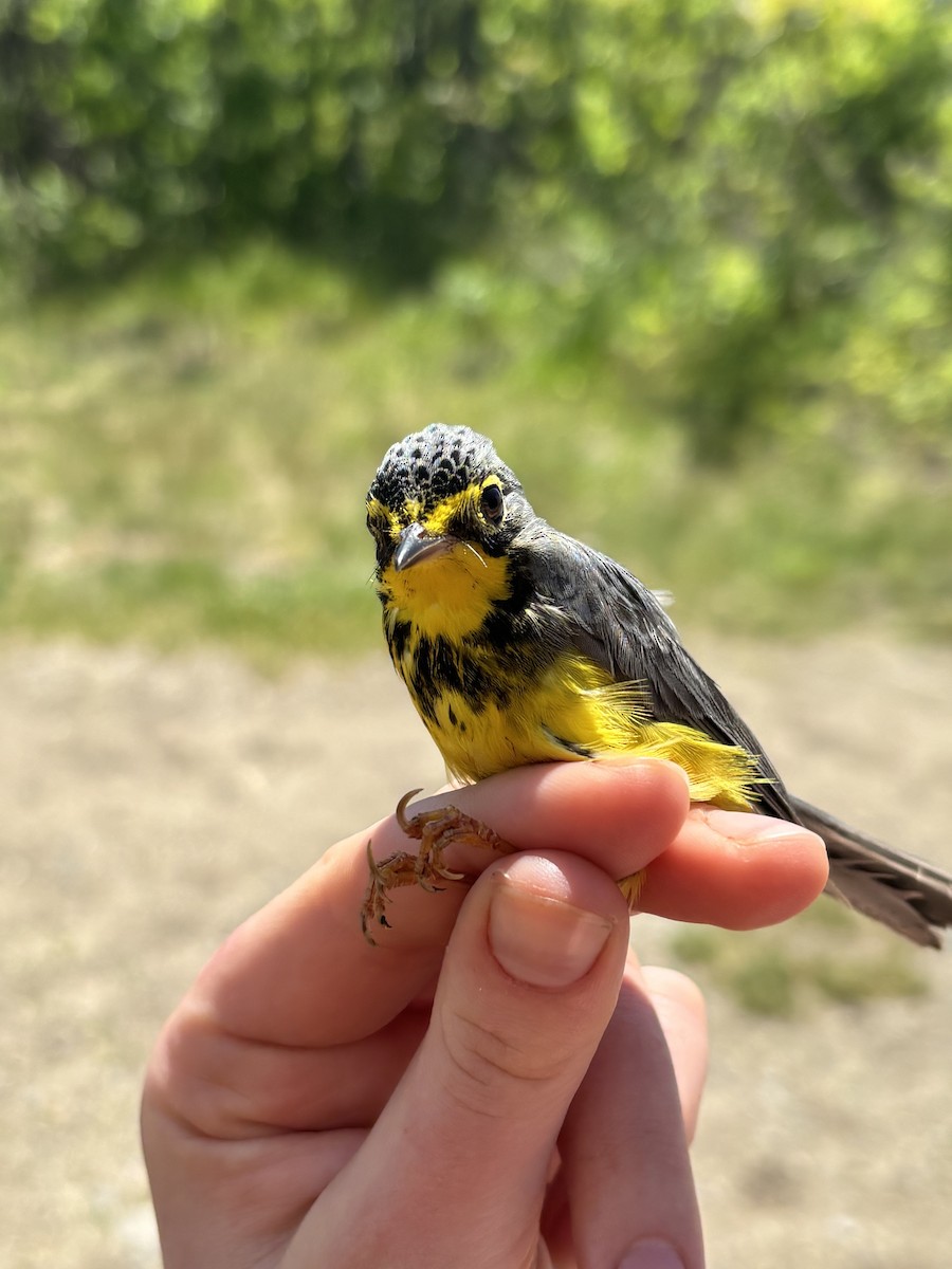 Canada Warbler - ML637680956