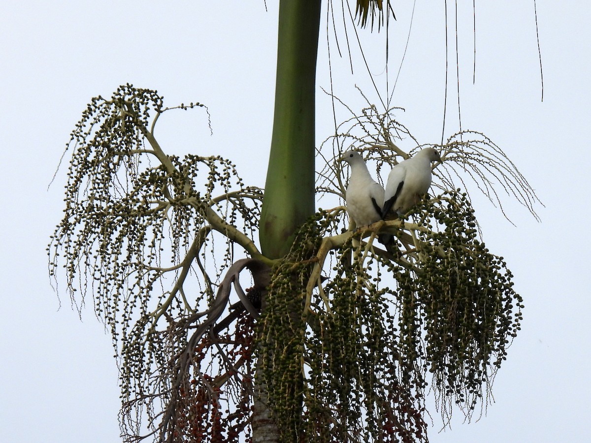 Torresian Imperial-Pigeon - ML637680967