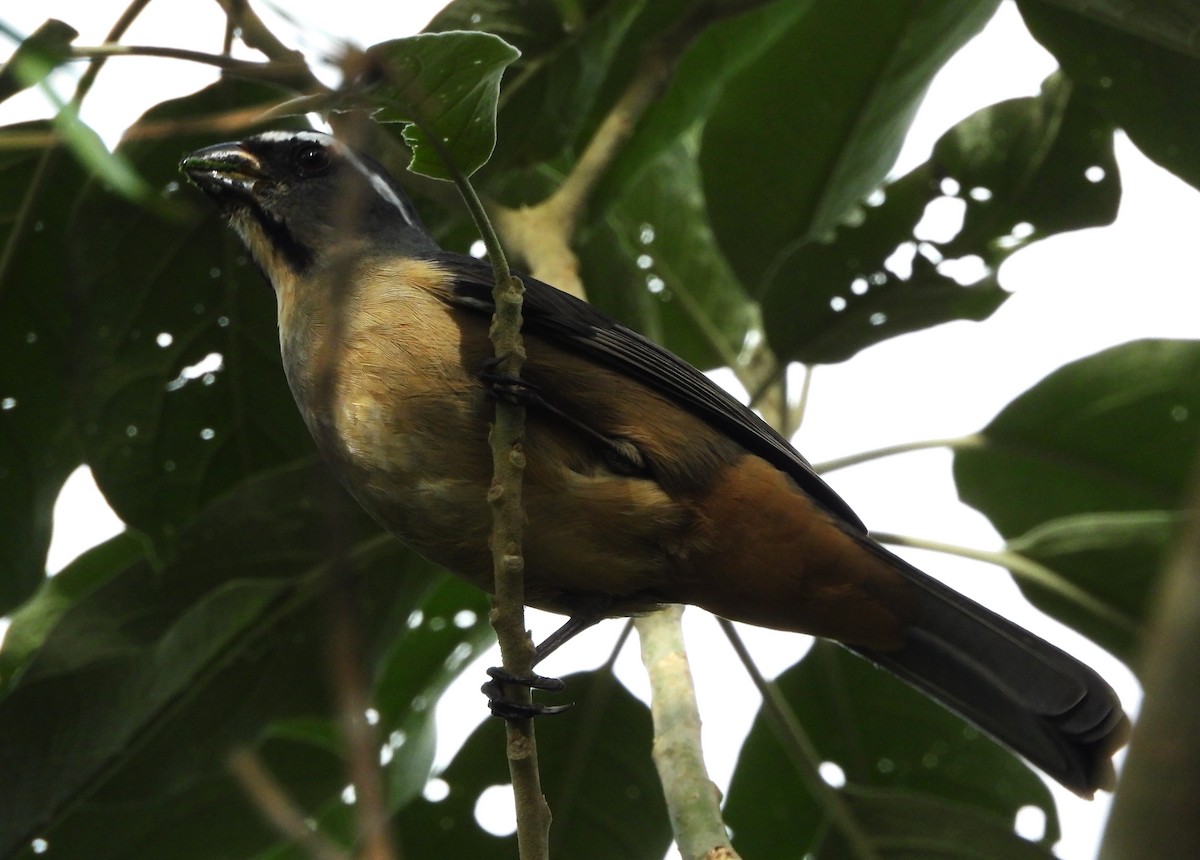 Thick-billed Saltator - ML637680983