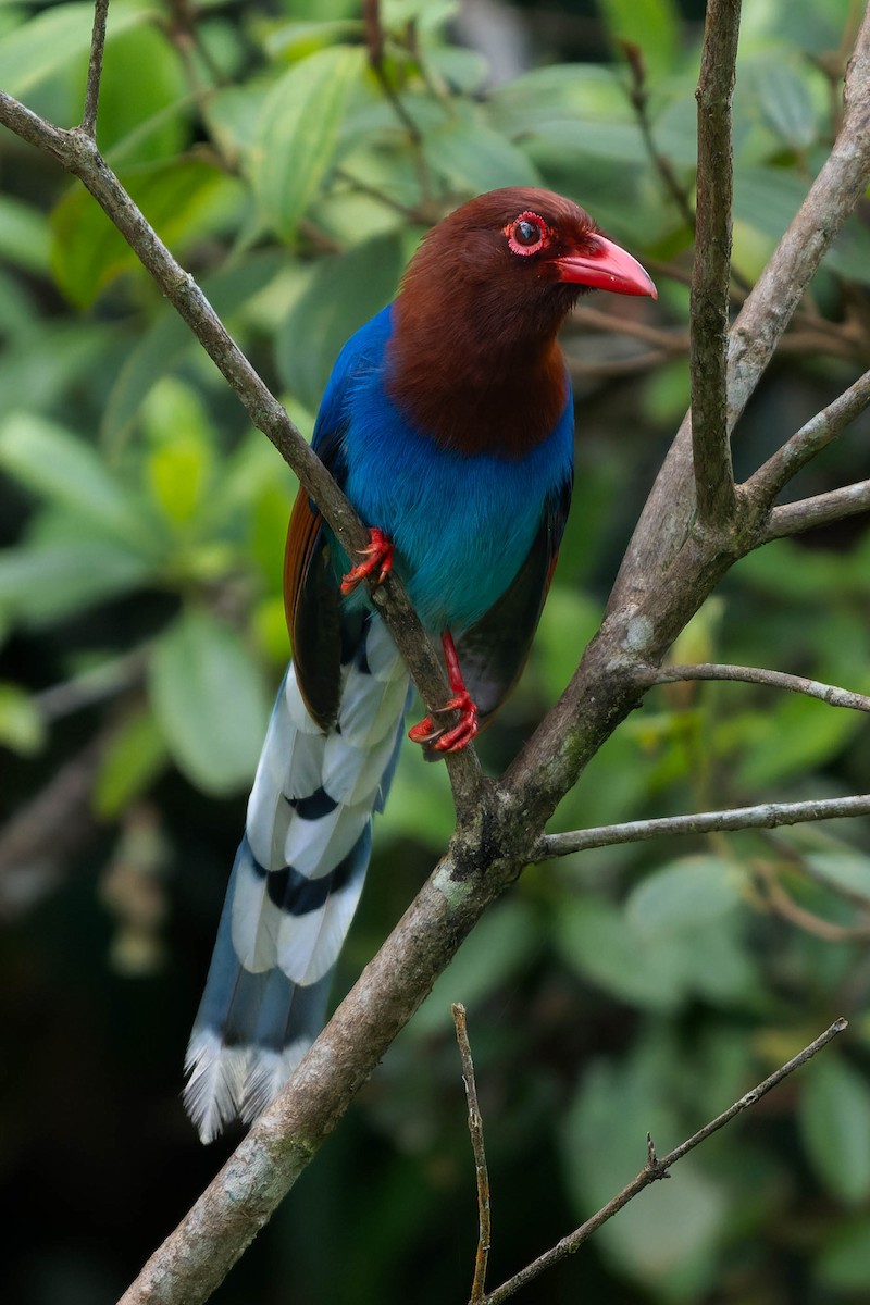 Sri Lanka Blue-Magpie - ML637680992