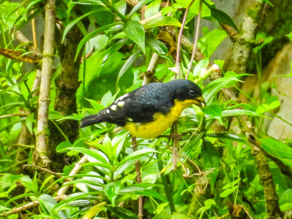 Lesser Goldfinch - ML637681005