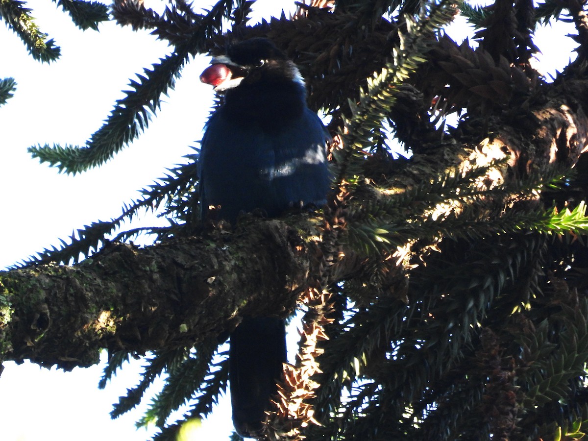 Azure Jay - ML637681043