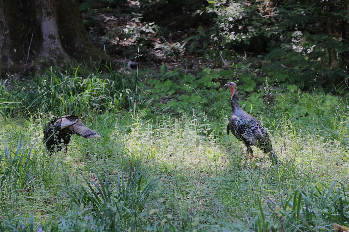 Wild Turkey - ML637681072