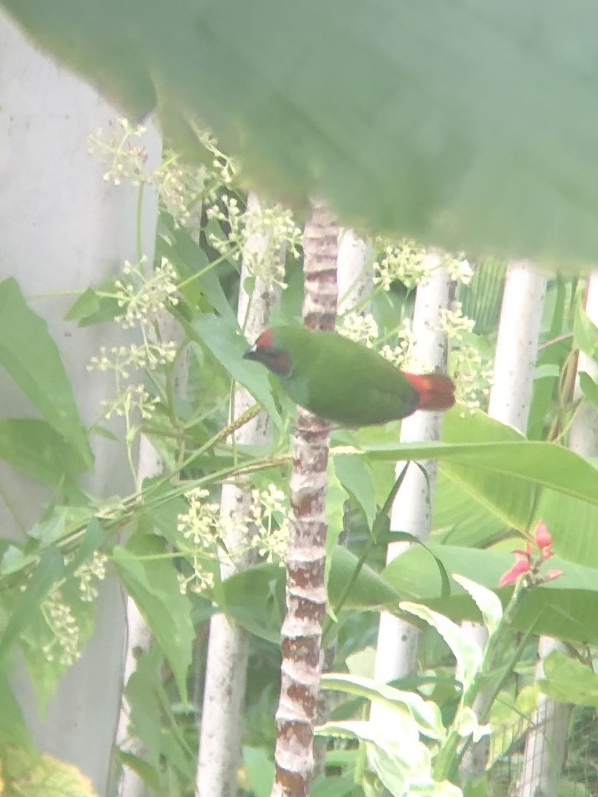 Fiji Parrotfinch - ML637681095