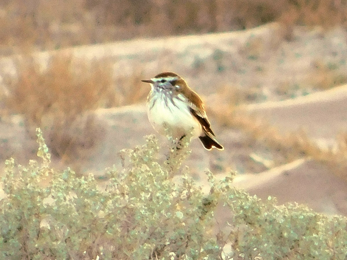 Rusty-backed Monjita - ML637681100