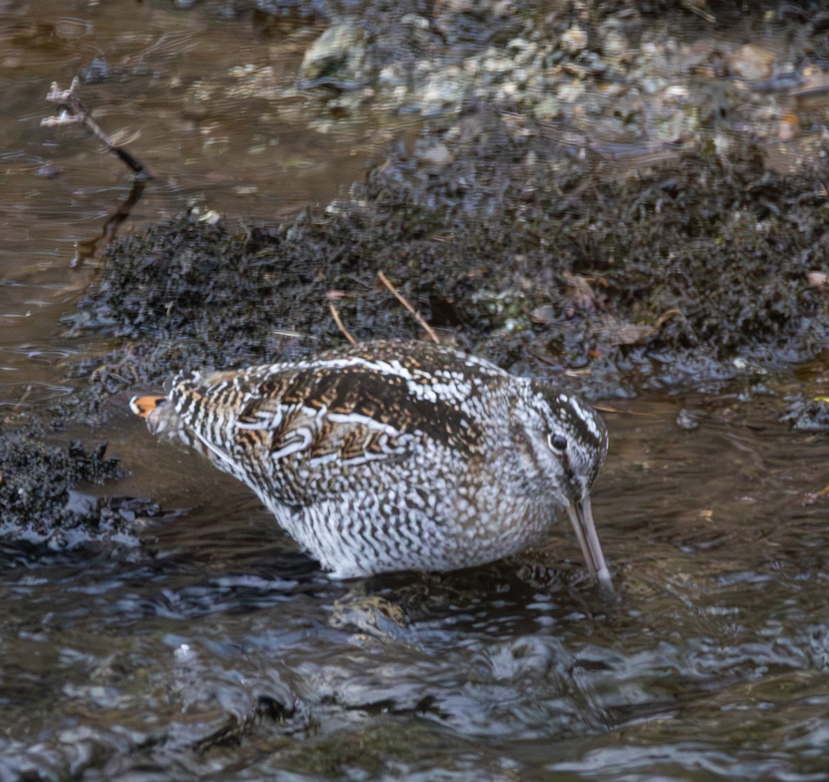 Solitary Snipe - ML637681124