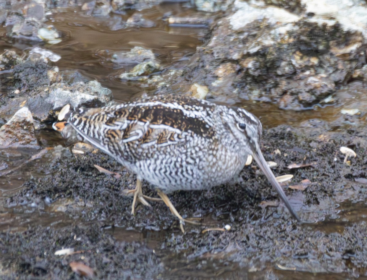 Solitary Snipe - ML637681125