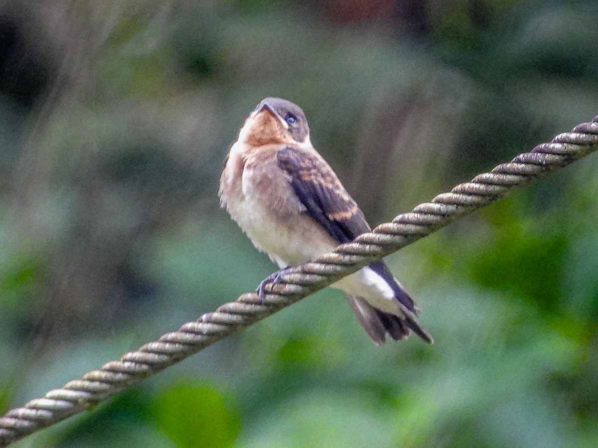 Southern Rough-winged Swallow - ML637681131