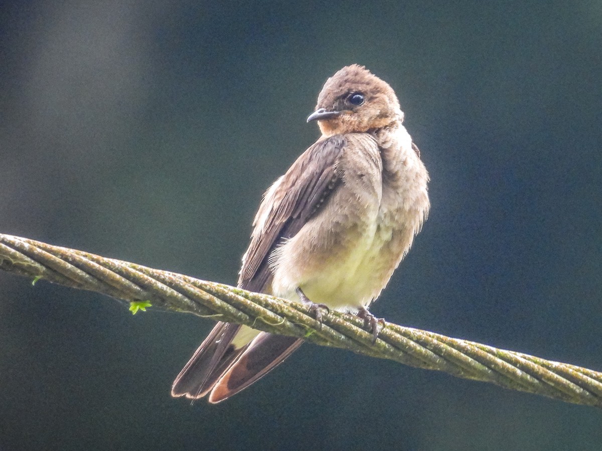 Southern Rough-winged Swallow - ML637681133
