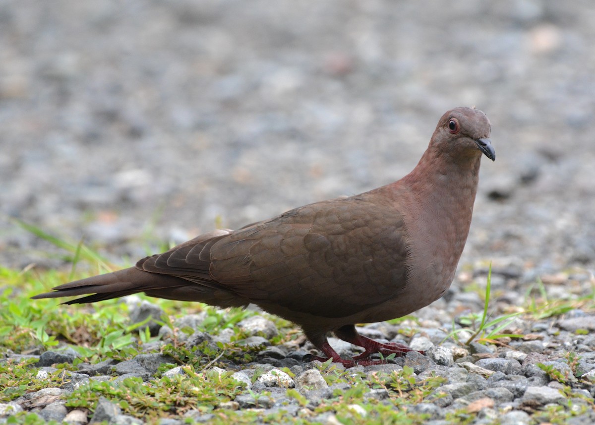 Short-billed Pigeon - ML637681140