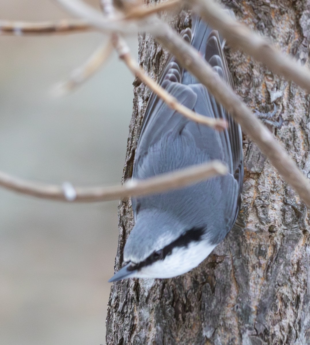 Eurasian Nuthatch (White-bellied) - ML637681150