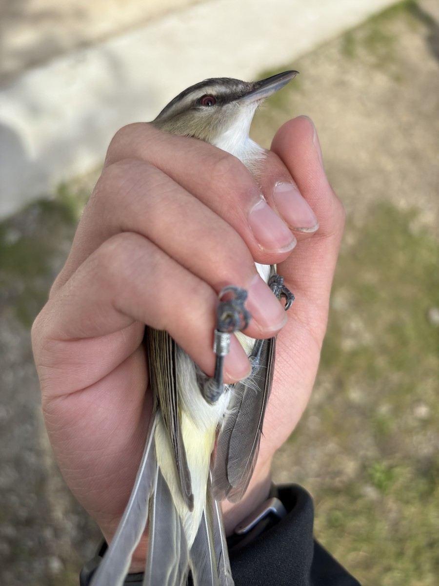 Red-eyed Vireo - ML637681192