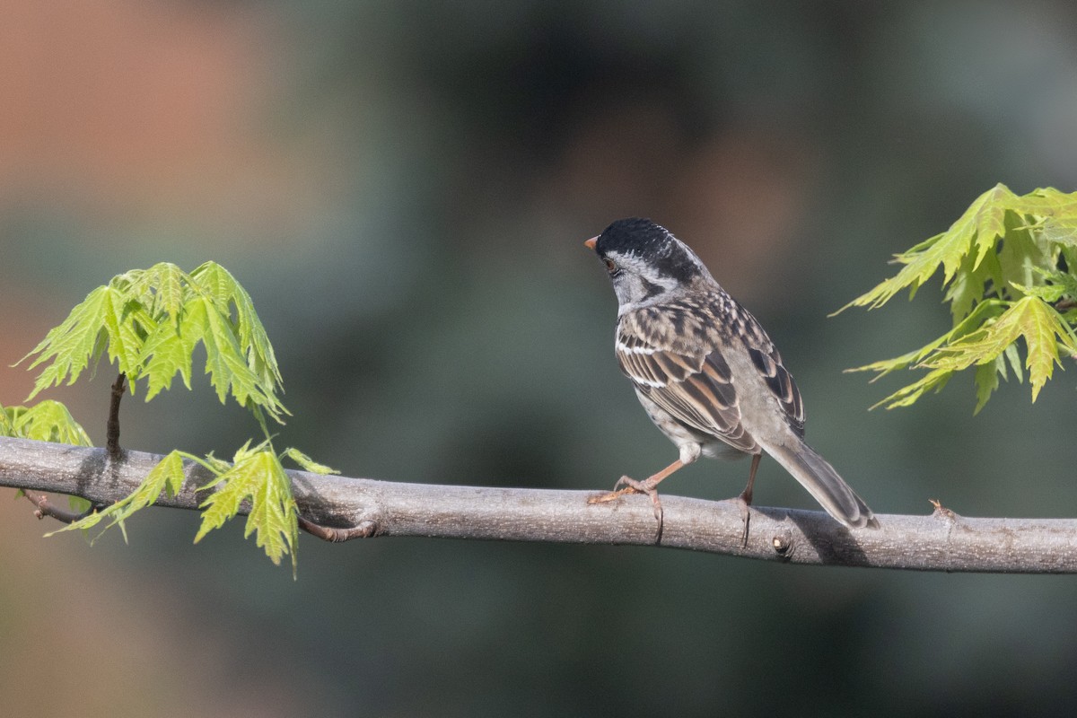 Harris's Sparrow - ML637681230