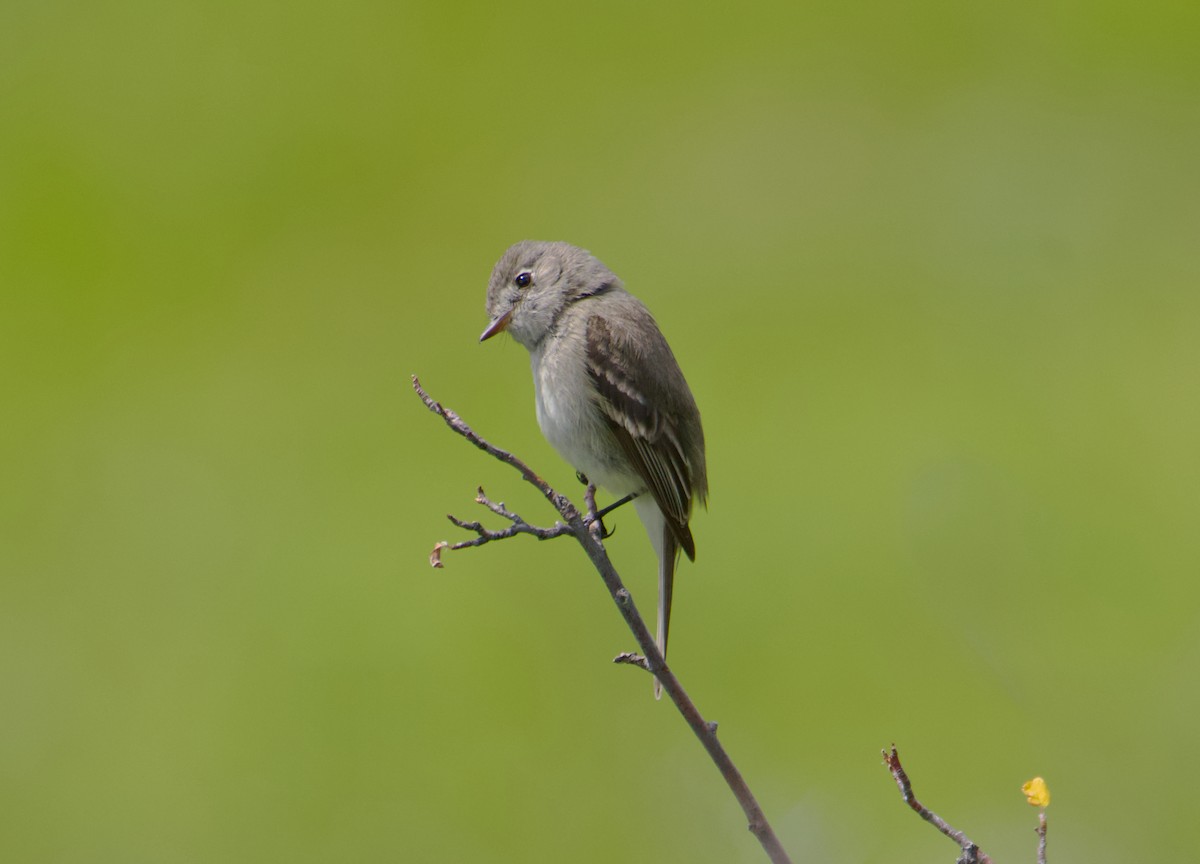 Dusky Flycatcher - ML637681245