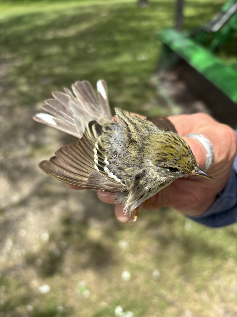 Blackpoll Warbler - ML637681322